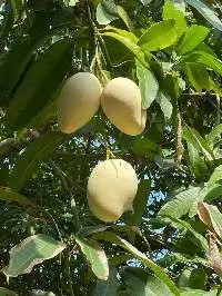 Fresh Mango