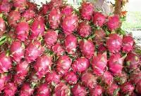 Fresh Dragon Fruit