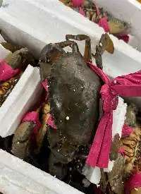 Crab