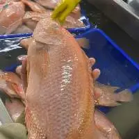 Frozen Tilapia