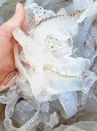 Dried Jelly Fish