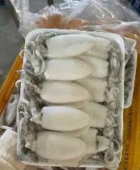 Frozen Squid