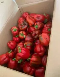 Bell Pepper