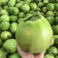 Coconut
