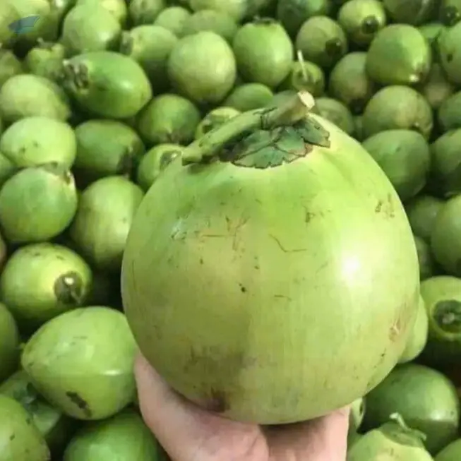 Coconut