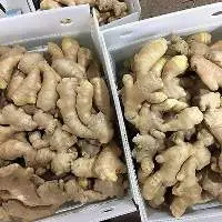 Ginger