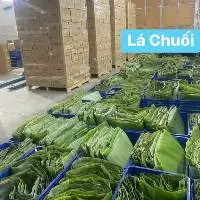 Banana Leaf