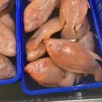 Red Tilapia Fish
