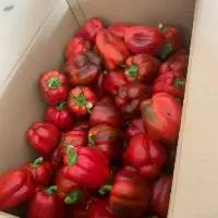 Bell Pepper