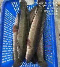 Snakehead Fishs
