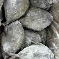 Frozen Black Pomfret