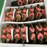 Crab