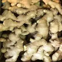 Ginger