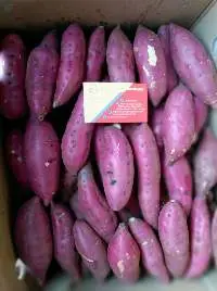 Sweet Potato