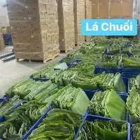 Banana Leaves