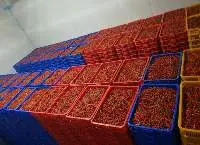Fresh Chilli