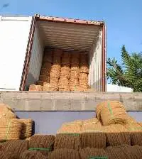 Coconut Fiber