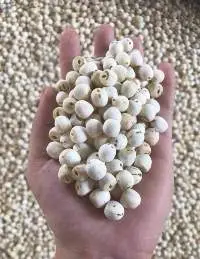 Lotus Seed