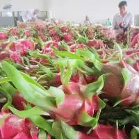 Dragon Fruit