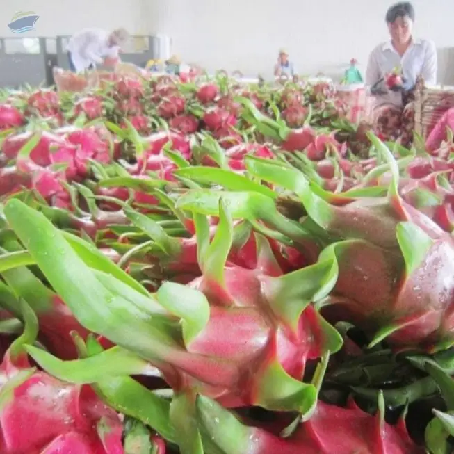 Dragon Fruit