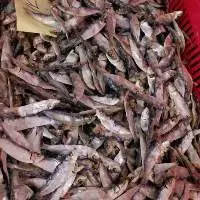 Dried Herring Fish