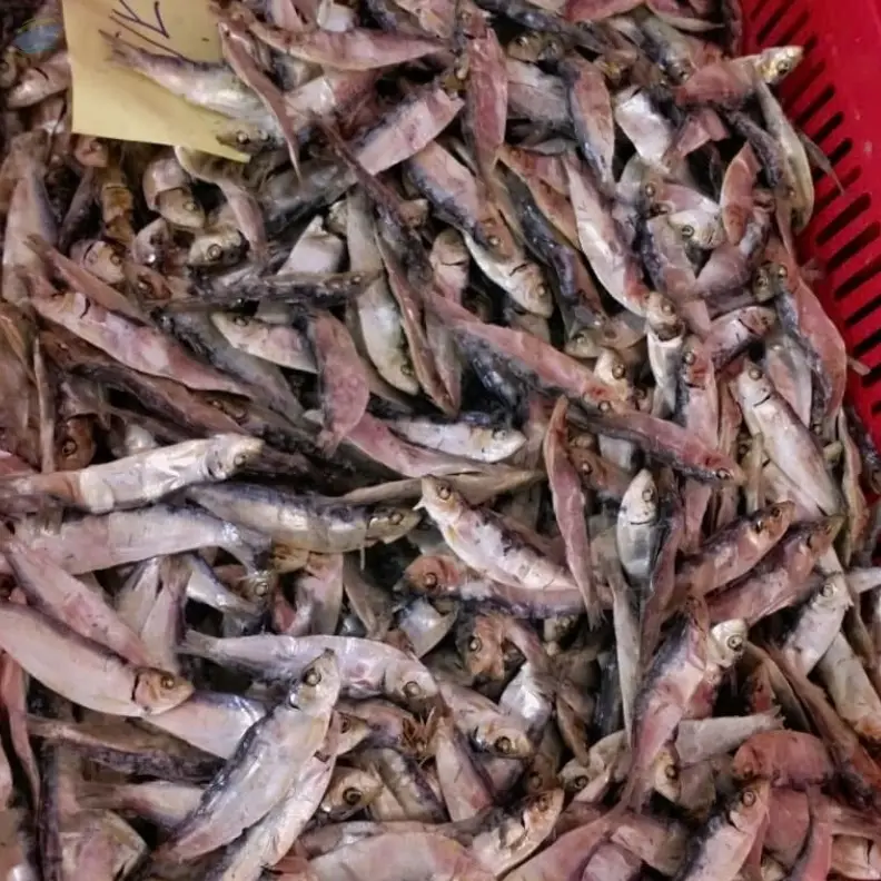 Dried Herring Fish