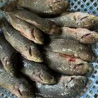 Frozen Perch