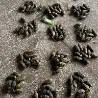Dried betel nuts