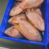 Red Tilapia