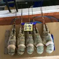 Frozen Lobster