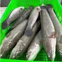 Snakehead Fish