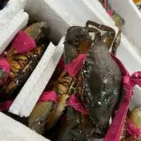 Fresh Crab