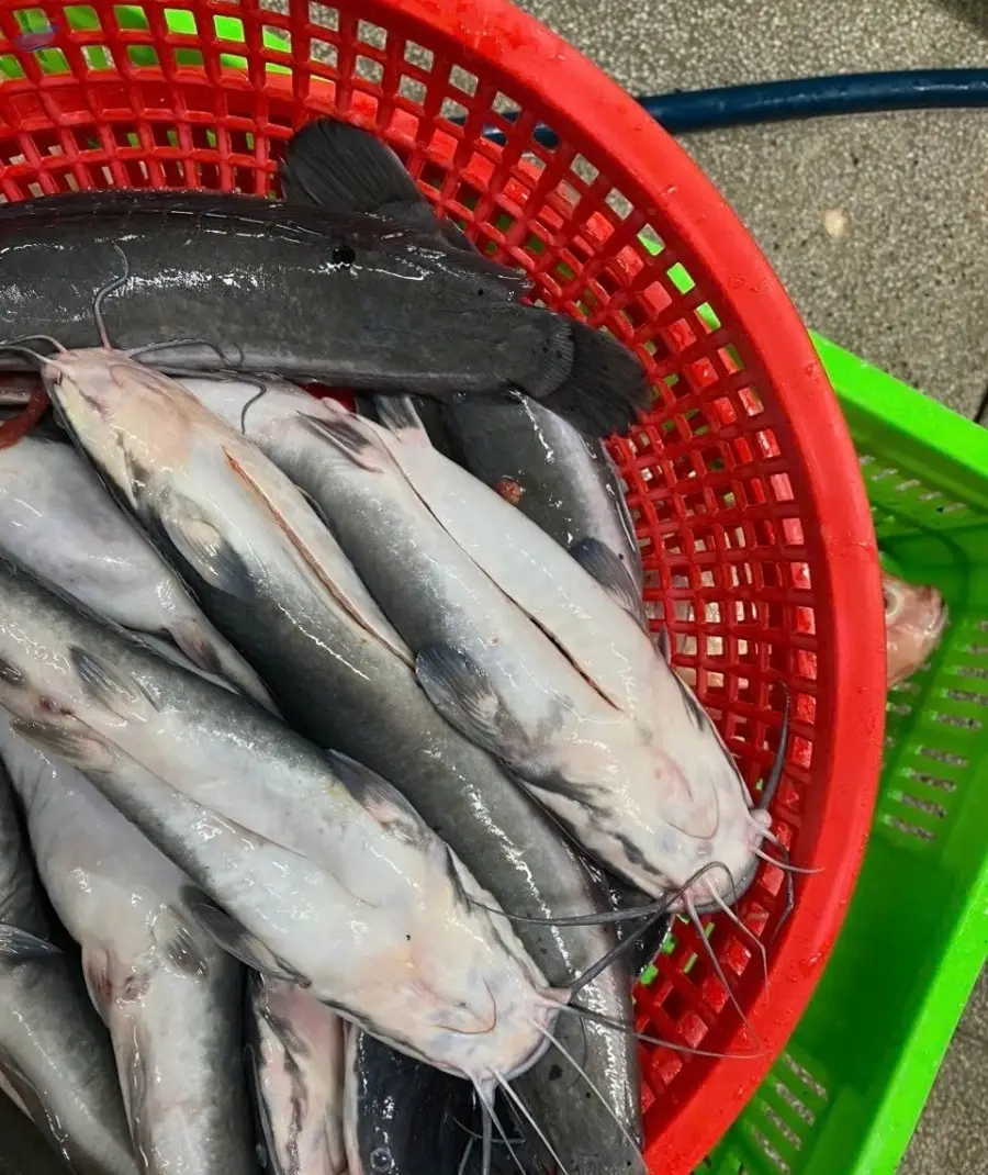 Frozen Catfish