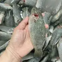 Frozen Perch
