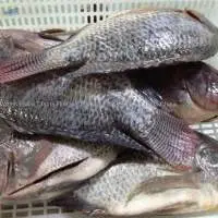 Frozen Perch