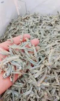 Dried Anchovy Fish