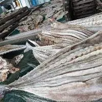 Queen Fish