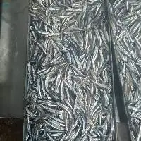 Frozen Anchovy Fish