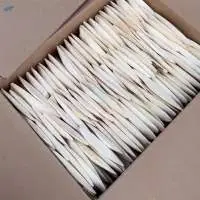 Cuttle Fish Bone