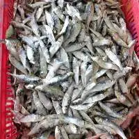 Dried Herring Fish