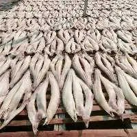 Dried Pangasius Fish