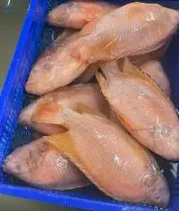 Frozen Tilapia Fish