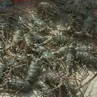 Frozen Lobster