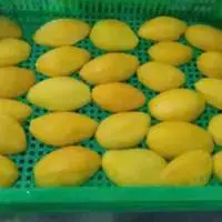Frozen Mango