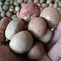Dried Betel Nuts