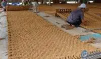 Coconut Carpet