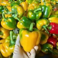 Bell Pepper