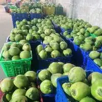 Fresh Coconut