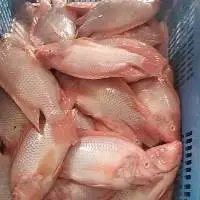 Frozen Red Tilapia Fish