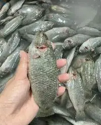 Frozen Perch Fish